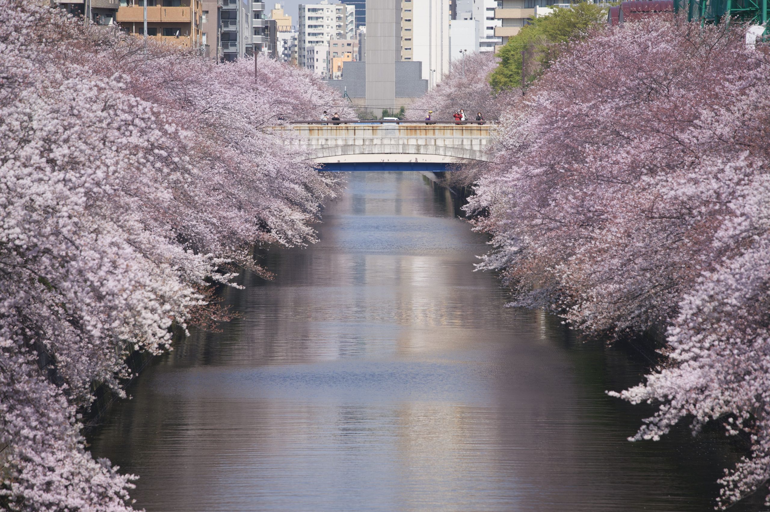 Meguro River with cherry blossoms